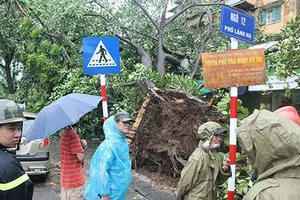 Hậu quả nặng nề từ bão số 1, do đâu?