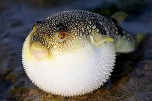 Liên tục ngộ độc do ăn cá nóc