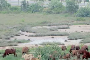 Đang chờ xét xử, chủ đầu tư xin tái khởi động dự án Metropolitan