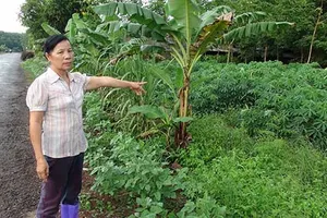 Vụ UBKT huyện ủy ‘tuyên án’ thay tòa: Tỉnh ủy Bình Phước sẽ vào cuộc làm rõ