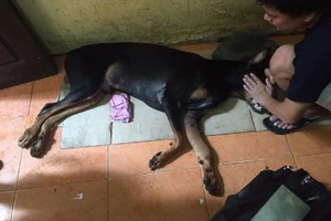 Vụ chú chó Doberman bị đâm chết: Có thể khởi tố hình sự!