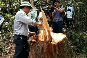 Vụ phá rừng pơ mu, kiểm lâm xin rút khỏi rừng biên