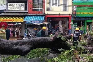 TP.HCM: Sáu ngày, 60 cây xanh ngã đổ 