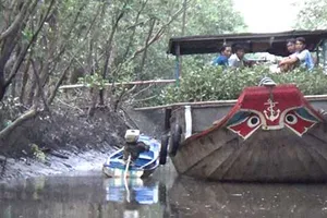 Nghi vấn ‘rút ruột’ cây mắm non ở Mũi Cà Mau