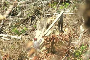 Cán bộ cùng nhau ‘phù phép’ xóa sổ rừng