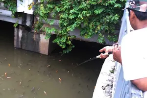 Cá ngoi đặc kênh Nhiêu Lộc - Thị Nghè