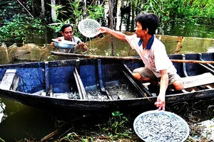 Vớt vát mùa lũ muộn