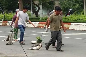 ‘Ăn cơm với cá’ có còn như ‘tình mẹ với con’?