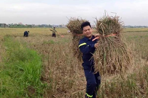Gặt hết lúa trữ trong nhà tránh bão