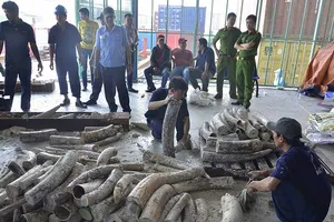 Phát hiện gần 1 tấn ngà voi tại cảng Cát Lái