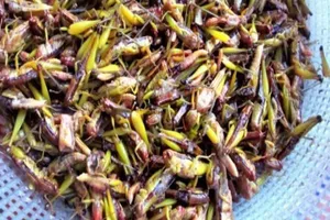 Ăn cào cào nướng, bé 4 tuổi nhập viện