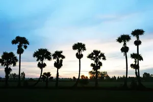 Thốt nốt giúp nhiều người thoát chết