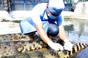 Đến cá sấu cũng ‘sợ’ thương lái Trung Quốc