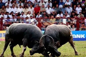 Tỉnh xin chọi trâu, bộ yêu cầu đánh giá sự cần thiết