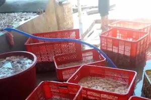 Đã nghe đã thấy: Ăn trong sợ hãi