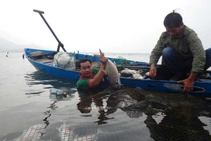 Thừa Thiên-Huế: Cá chết trắng lồng chưa rõ nguyên nhân 