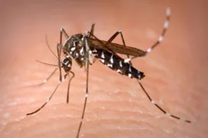 33 xã, phường có dịch sốt xuất huyết và Zika