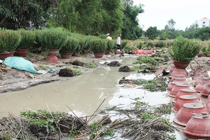 Hoa màu tan tác, nông dân miền Trung mất tết sau lũ