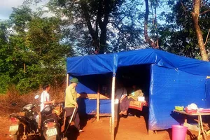 Trộm cà phê đang 'ngán' luật tục