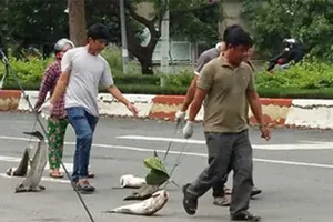 13 tỉ đồng bồi thường vụ cá chết ở Long Sơn