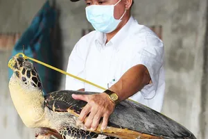 Tàng trữ 8.000 xác rùa biển, tai tượng