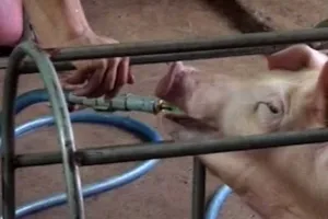 Theo chân heo bơm nước vào TP.HCM