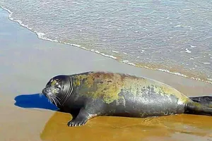 Cái chết của hải cẩu