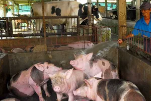 Chất cấm salbutamol trong chăn nuôi đã được đẩy lùi