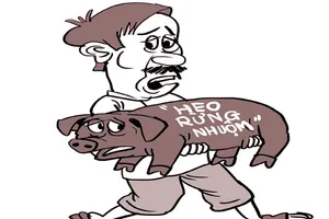 ‘Nhuộm tóc’ cho heo