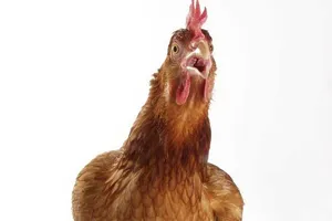 Gà thông minh bằng trẻ em 7 tuổi