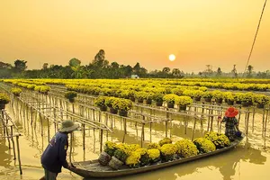 Giày cỏ, áo lụa và ghe lườn