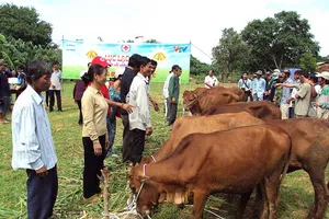 Tiếng hát Lục lạc vàng trên đồng quê