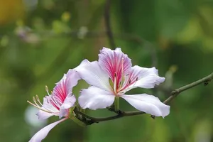 Lời mời tháng giêng