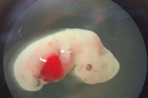 Hồn người, xác heo gây tranh cãi dữ dội 