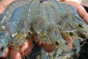 Tấm phim X-quang và kỷ niệm buồn 30 năm của vị tiến sĩ