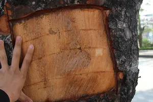 'Làm thế thì khác gì thắt cổ nhưng cho chết từ từ'