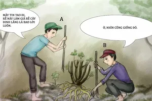 Tình huống kỳ 27: Giả rễ đinh lăng đem bán