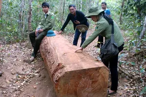 Dựng chuyện cướp gỗ: Kỷ luật cao nhất là buộc thôi việc