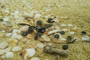 Chưa xác định nguyên nhân dầu vón cục ở biển Quảng Nam