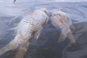 Xác minh nguyên nhân cá chết trên sông Bàn Thạch