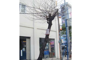 Cây chết khô sắp ngã đổ