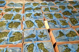 Đưa cỏ Mỹ, lá khat vào Bộ luật Hình sự