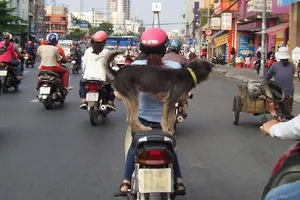 Chở chó trên xe máy có bị phạt?