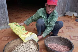 Đậu giống phát cho dân nghèo: Gieo 10 chết 7