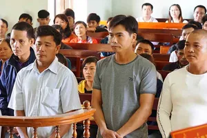 Hủy án vụ cưa gỗ khô trong rừng bị kết tội trộm cắp