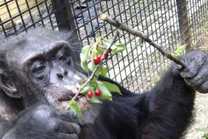 Đòi quyền cho... tinh tinh 