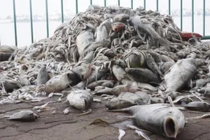 Nhiều địa phương ngó lơ phản ánh ô nhiễm