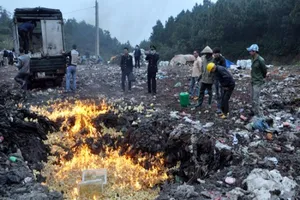 Hậu Giang: Tiêu hủy hơn 900 con gà nhiễm H5N1 