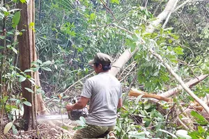 Xóa rừng để nuôi bò là... ‘xứng đáng’?