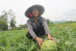 Bán trâu trồng dưa, dưa chín cho… trâu ăn